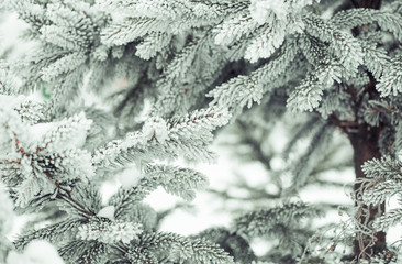 frozen christmas tree branches background