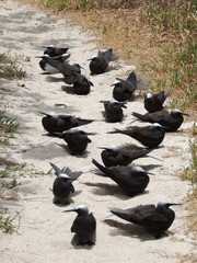 Groupe de Noddi noir (Anous minutus) ou Noddi à cape blanche posés au sol.