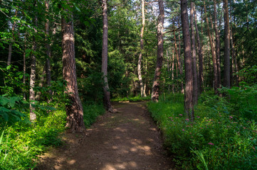 forest alley