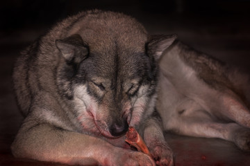 Wolf / Portrait of wolf eating on dark background. Soft focus. Movement. Digital retouch.