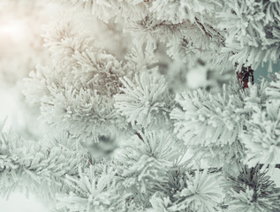 frozen christmas tree branches background