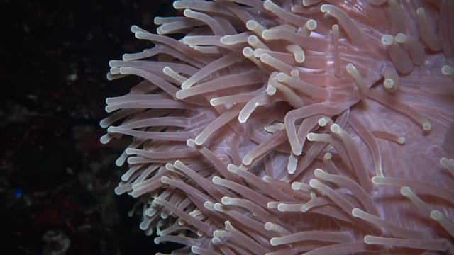 The magnificent sea anemone (Heteractis magnifica), also known as the Ritteri anemone