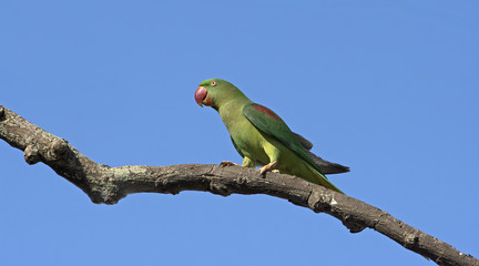 Alexandrine Parakeet (Psittacula eupatria) on branch, Bird in Thailand