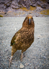 Kea in New Zealand