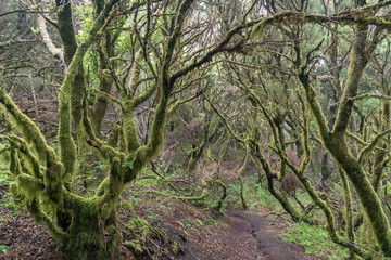 El Hierro, Regenwald, Kanaren, Kanarische Inseln, Insel, La Restinga, Spanien, Europa