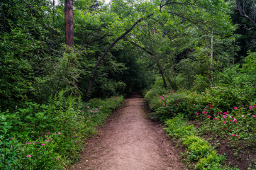 Fototapeta premium forest alley