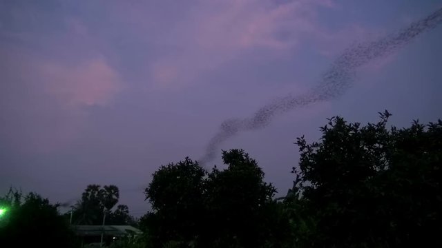 Bat Flight At Sunset.
Every evening from a cave high on the mountainside, millions of bats leave in a continuous stream for their feeding grounds. The flight lasts about 10min. Time-lapse.