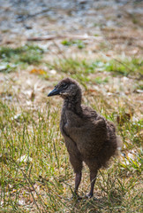 Wewstern Weka, New Zealand