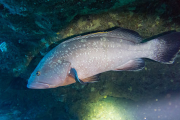 Naklejka premium El Hierro, La Restinga, Tauchen, Kugelfisch, Stabfisch, Fisch, Meer, Kanaren, Kanarische Inseln, Insel, Spanien, Europa