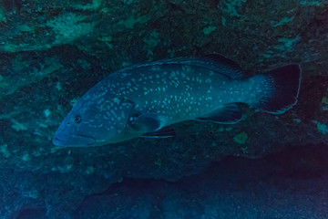 El Hierro, La Restinga, Tauchen, Kugelfisch, Stabfisch, Fisch, Meer, Kanaren, Kanarische Inseln,...