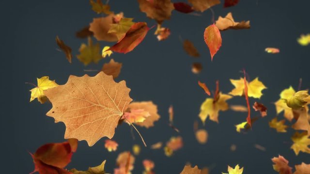 Falling leaves Loopable Background. High quality animated background of falling leaves. Animation is loopable.