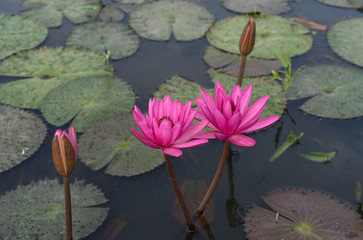 Close Up Pink Lotus - 134220016