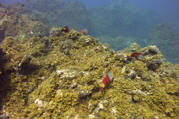 El Hierro, La Restinga, Tauchen, Kugelfisch, Stabfisch, Fisch, Meer, Kanaren, Kanarische Inseln,...