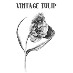 Hand drawn vintage tulip