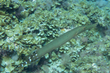 El Hierro, La Restinga, Tauchen, Kugelfisch, Stabfisch, Fisch, Meer, Kanaren, Kanarische Inseln, Insel,  Spanien, Europa