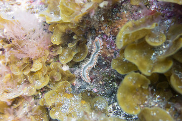 Fototapeta premium El Hierro, La Restinga, Tauchen, Kugelfisch, Stabfisch, Fisch, Meer, Kanaren, Kanarische Inseln, Insel, Spanien, Europa