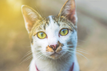 Fototapeta premium the eyes of the cat. (selective focus)