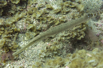 El Hierro, La Restinga, Tauchen, Kugelfisch, Stabfisch, Fisch, Meer, Kanaren, Kanarische Inseln, Insel,  Spanien, Europa