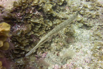El Hierro, La Restinga, Tauchen, Kugelfisch, Stabfisch, Fisch, Meer, Kanaren, Kanarische Inseln,...