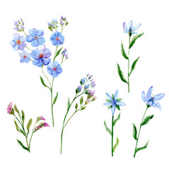Fototapeta na wymiar Set of blue flowers, forget-me-not, tweedia, stem and leaves on white background, hand draw watercolor painting, botanical illustration, vintage