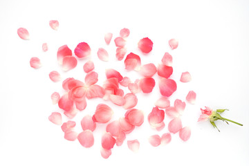 Pattern from petals of pink roses