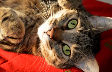 Tabby cat sleeping on the red carpet