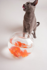 Cat trying to catch fish on white background