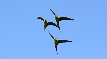 Alexandrine Parakeet (Psittacula eupatria) flying blue background,Bird in Thailand