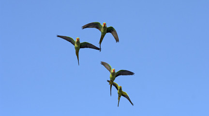 Alexandrine Parakeet (Psittacula eupatria) flying blue background,Bird in Thailand