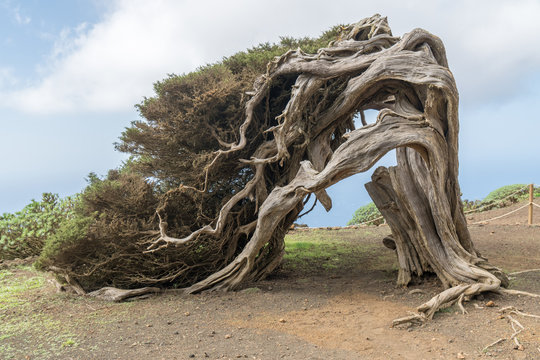 El Hierro, Eukalyptusb&auml;ume, Sabinar, Kiefer, Meer, Strand, Kanaren, Kanarische Inseln, Insel,  Spanien, Europa