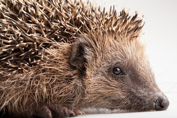 Hedgehog on white background