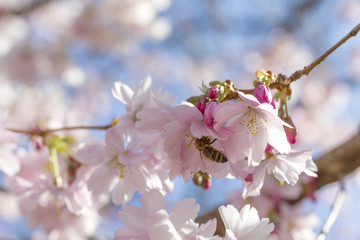 Cherry blossoms against the blue sky