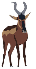 Red Hartebeest standing seen from front