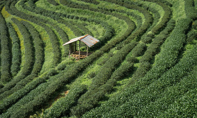 Tea plantation with a shelter - 134221476