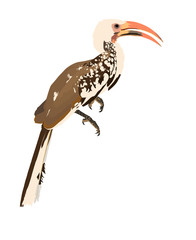 Fototapeta premium Yellow billed Hornbill (Toko)
