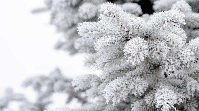 Fototapeta light blue branches of slender young fir tree.