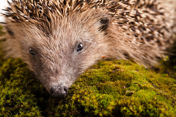 Hedgehog on white background