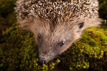 Hedgehog on white background