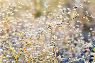 Frost on young new growing leaves on bush branches in bright morning light