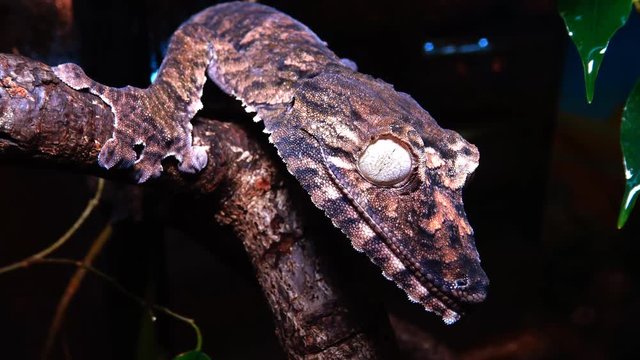 Henkel's leaf-tailed gecko