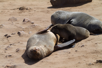sea lions on the beach