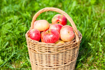 Wooden wicker basket with fresh ripe apples in garden on green g