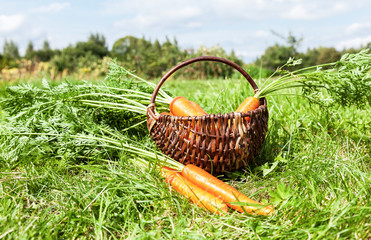 Wooden wicker basket with fresh carrots with leaves on the green