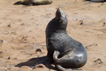Obraz premium sea lions on the beach