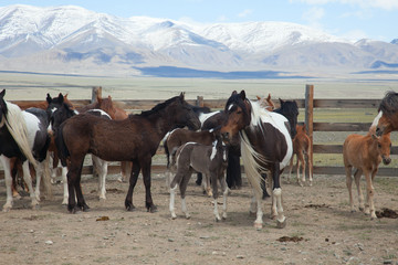 Fototapeta na wymiar A herd of horses