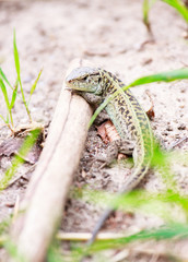 Lizard on the ground