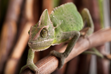 Green chameleon on bamboo background