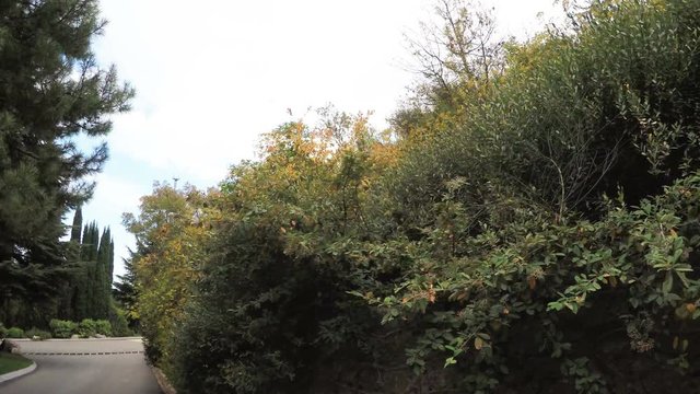 Stone wall with climbing plants