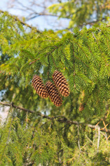 Хвойная ветка с шишками