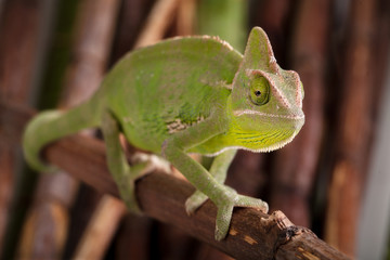 Green chameleon on bamboo background
